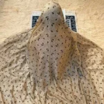 Namaz Chadar without Sleeves (Medium)